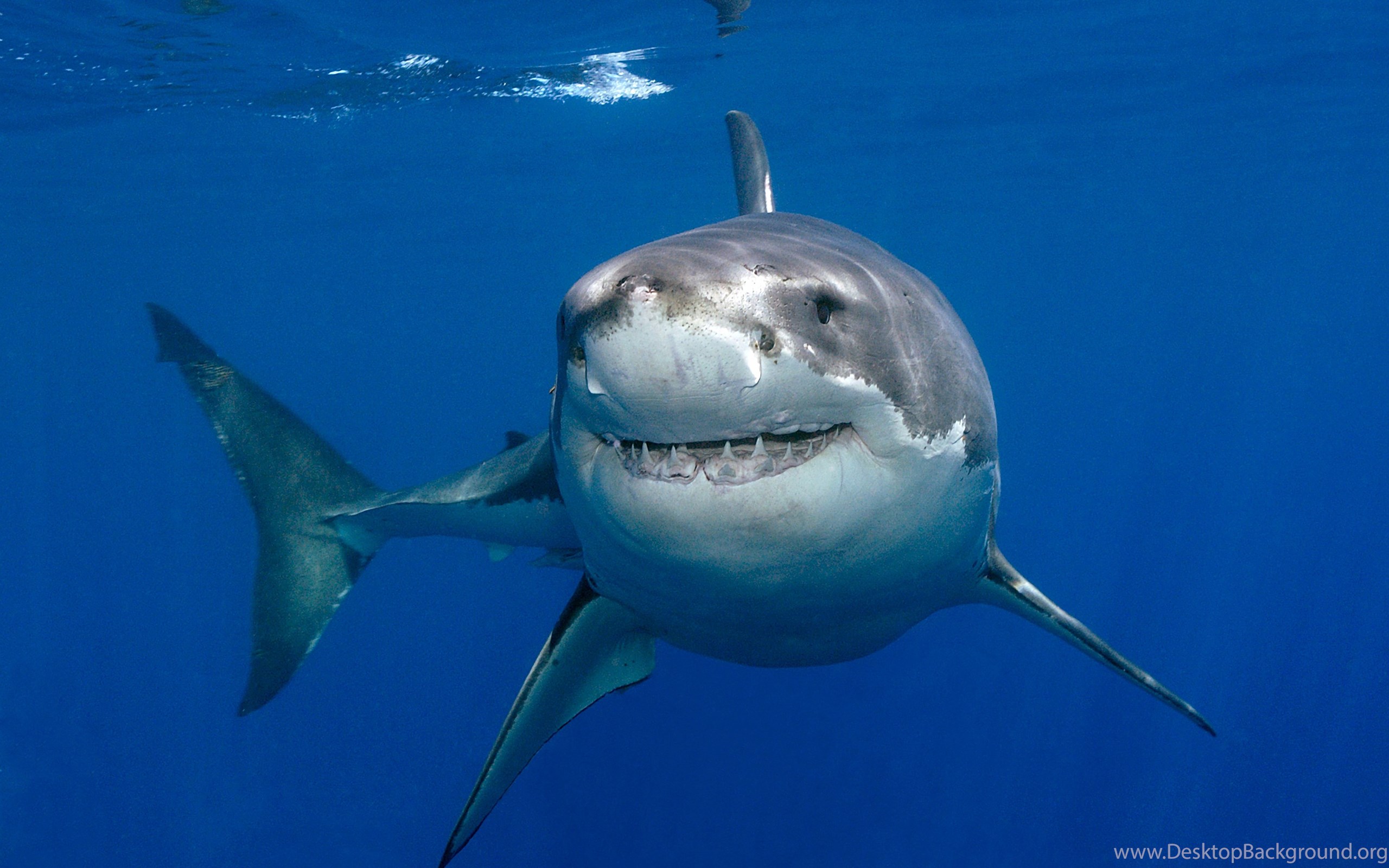 Great White Shark Clipart Wallpaper. Desktop Background