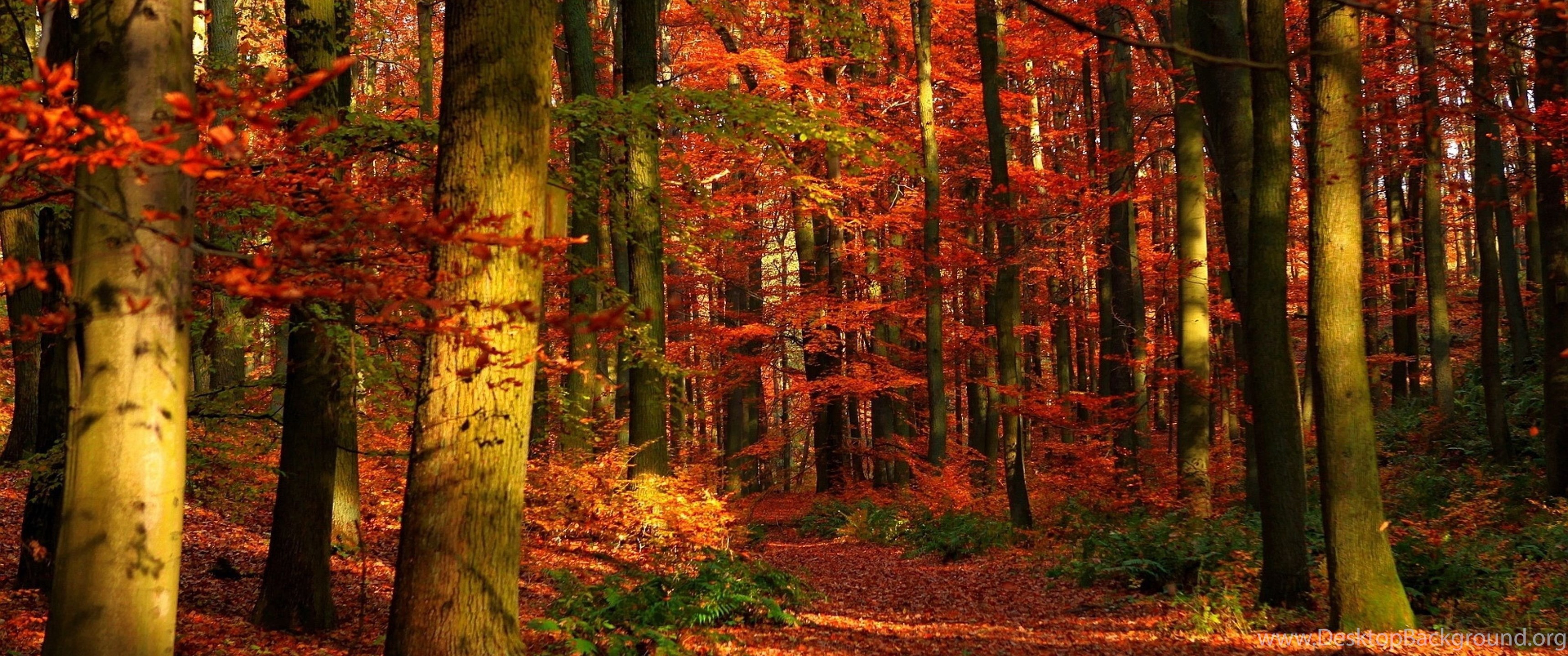 Herbst Desktop Hintergrund HD