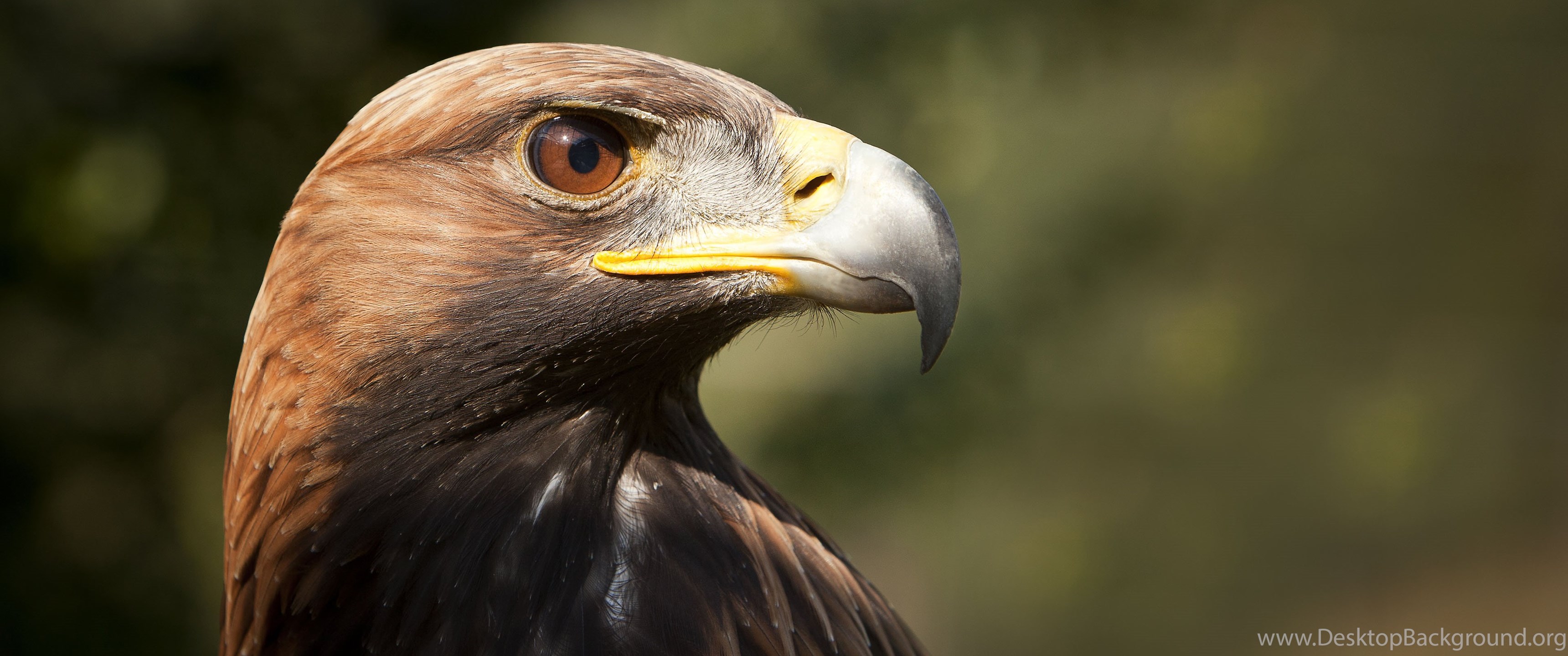 New Golden Eagle Wallpapers Phone Desktop Background