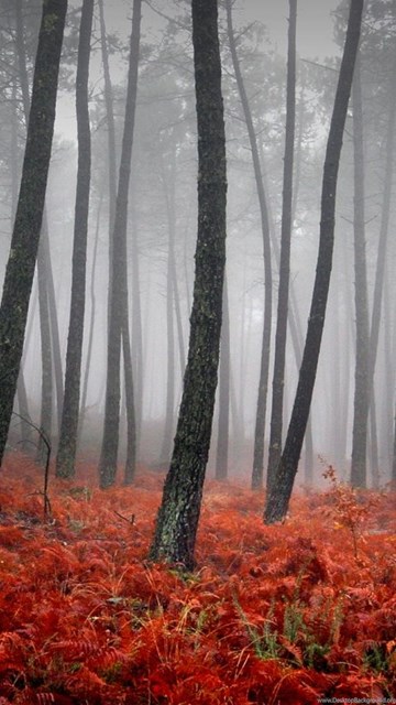 Bloody Forest HD Desktop Wallpapers : Widescreen : High Definition ...