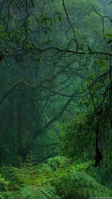 Download Wallpapers Dark Forest (3200 X 1200 Dual Monitor). Desktop ...