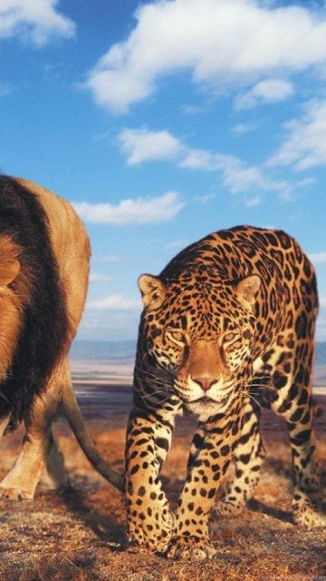 Lion And Tiger Wallpaper, Wallpaper, Lion And Tiger Wallpapers Hd ...