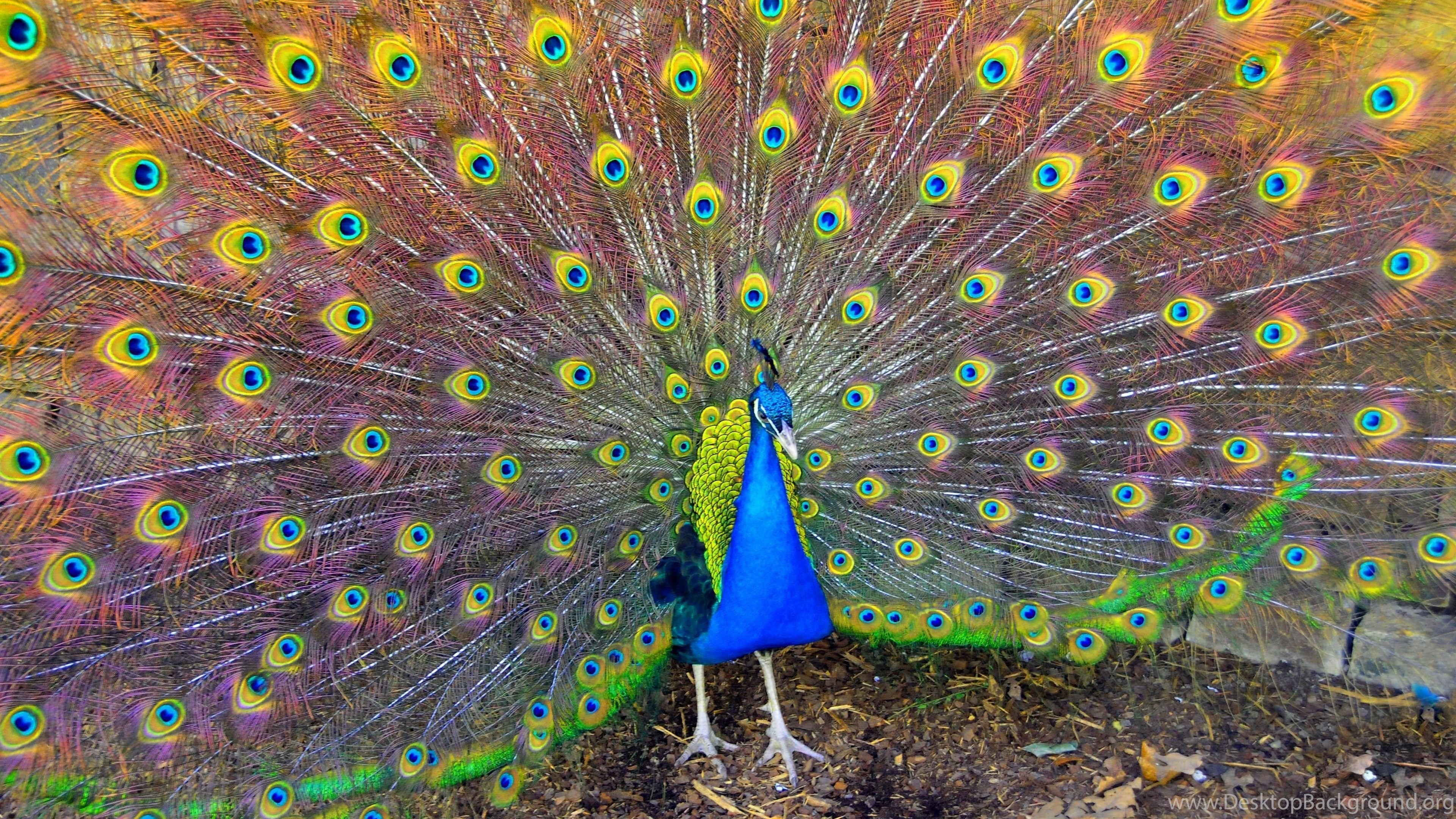 Page 2: Ultra HD 4K Peacock Wallpapers HD, Desktop Backgrounds