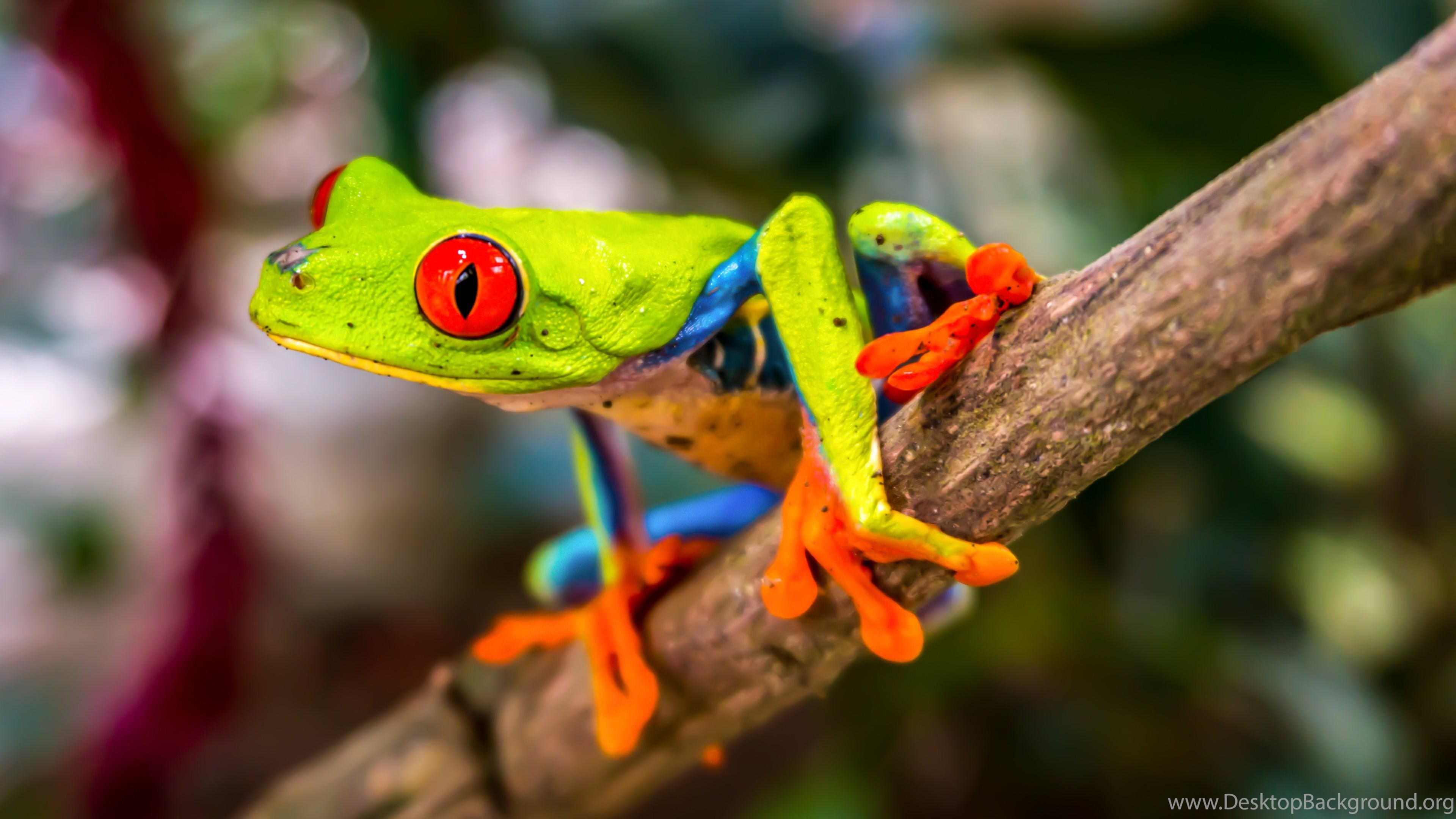 Red Eyed Tree Frog Wallpapers :: HD Wallpapers Desktop Background