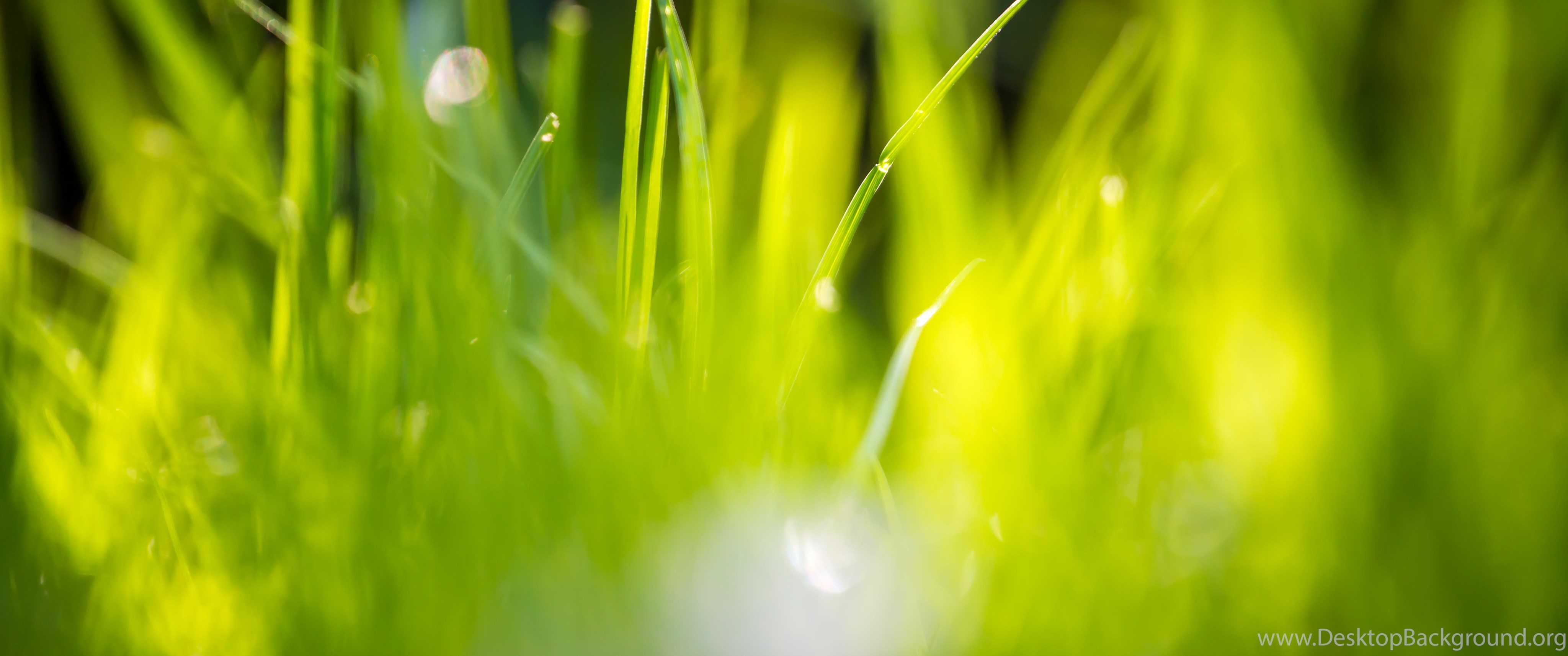 12 Beautiful Green Grass Field Hd Wallpapers Desktop Background