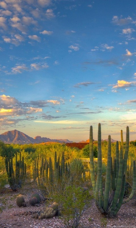 Landscape, Nature, Desert, Cactus, Mountain, Arizona  