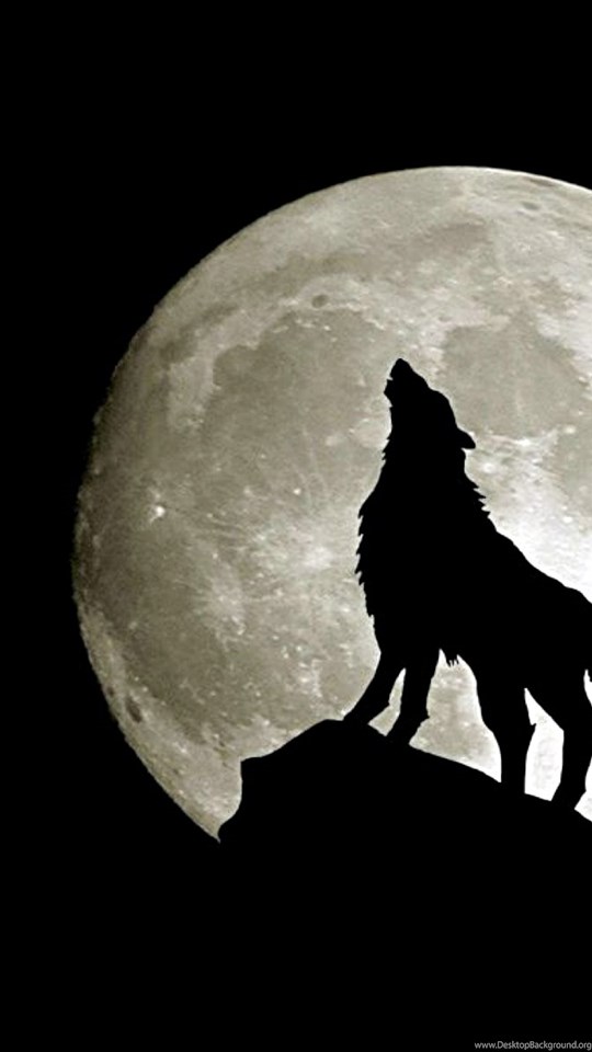 Wolf Wallpapers Hd Free Download Desktop Background