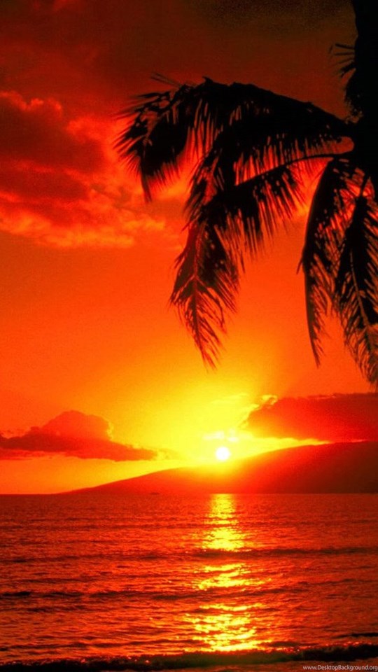 Red Sunset And Palm Beach Wallpapers, Beach Pictures And Images Desktop Background