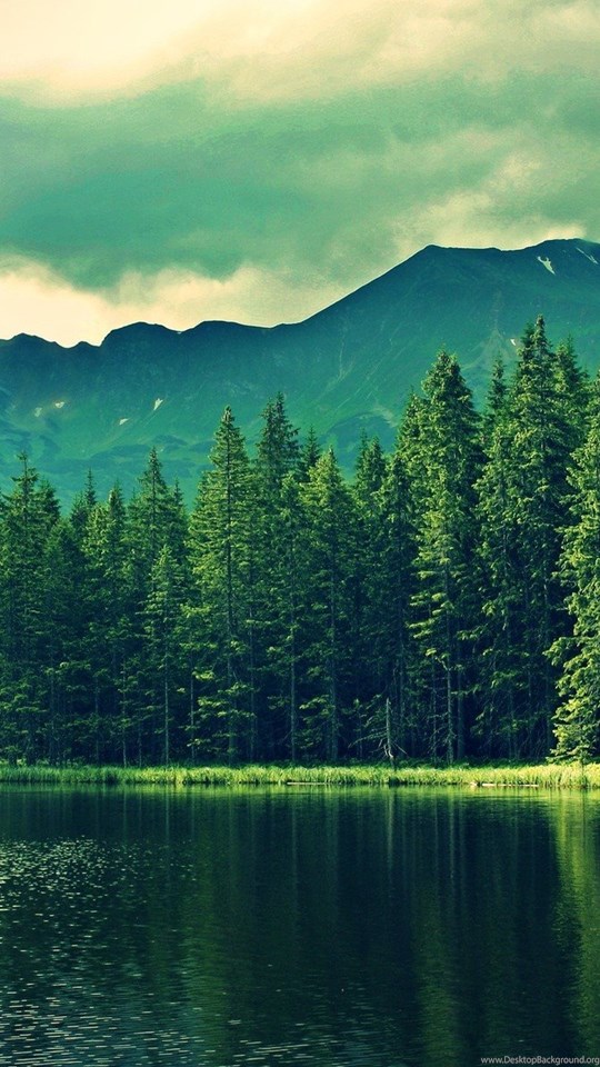 Gallery For > Pretty Forest Wallpapers Desktop Background