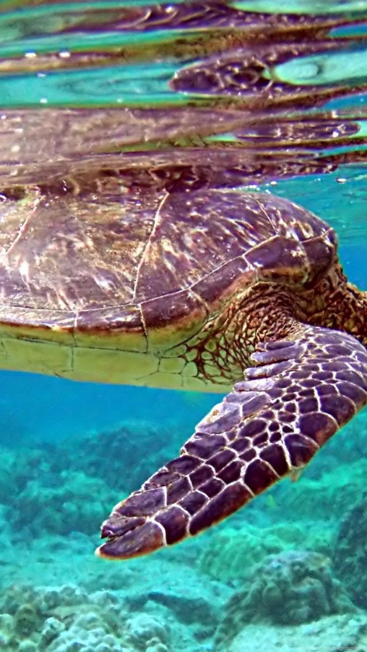 Download Wallpapers 3840x2160 Turtle, Underwater, Swimming, Water ...