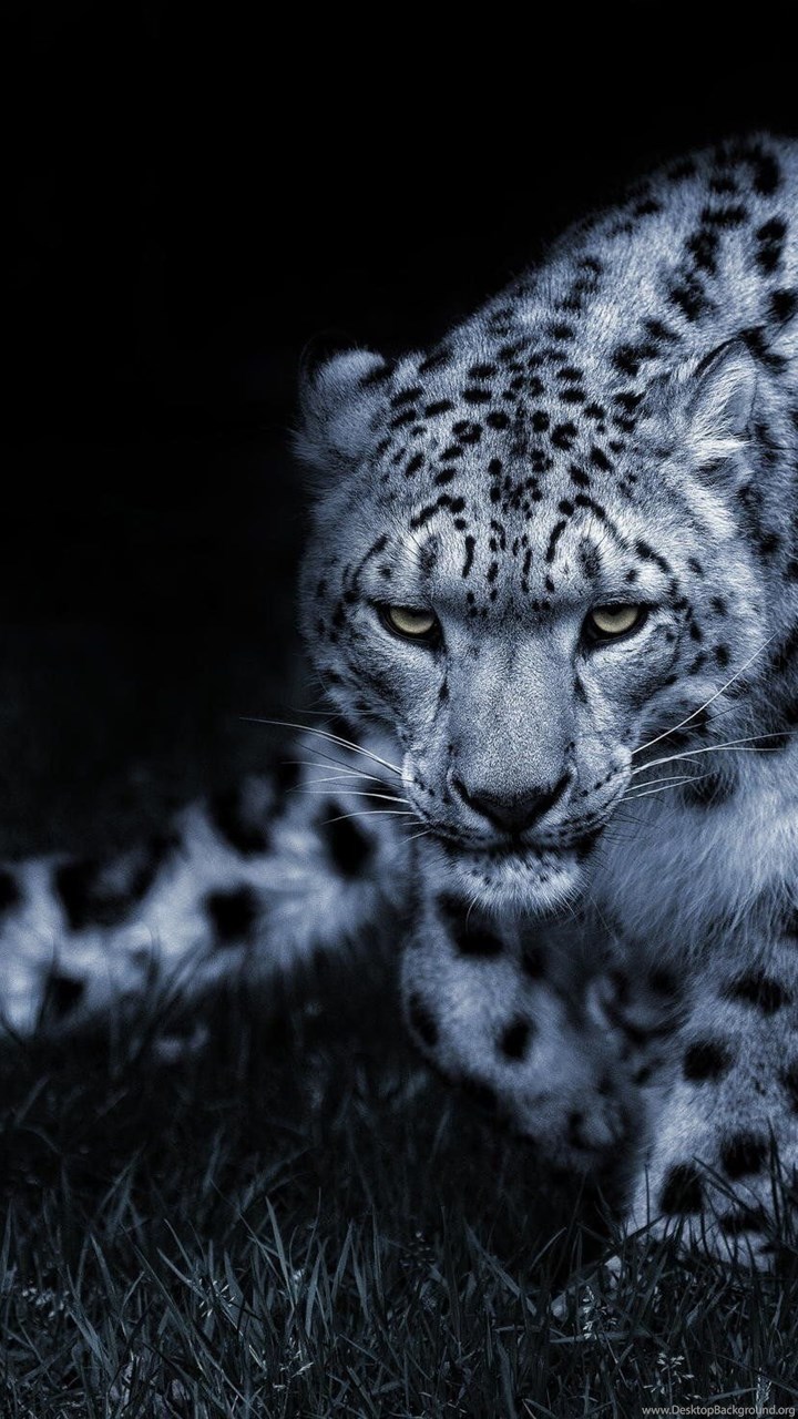 Snow Leopard Desktop Wallpaper Snow Leopard Backgrounds New Desktop Background