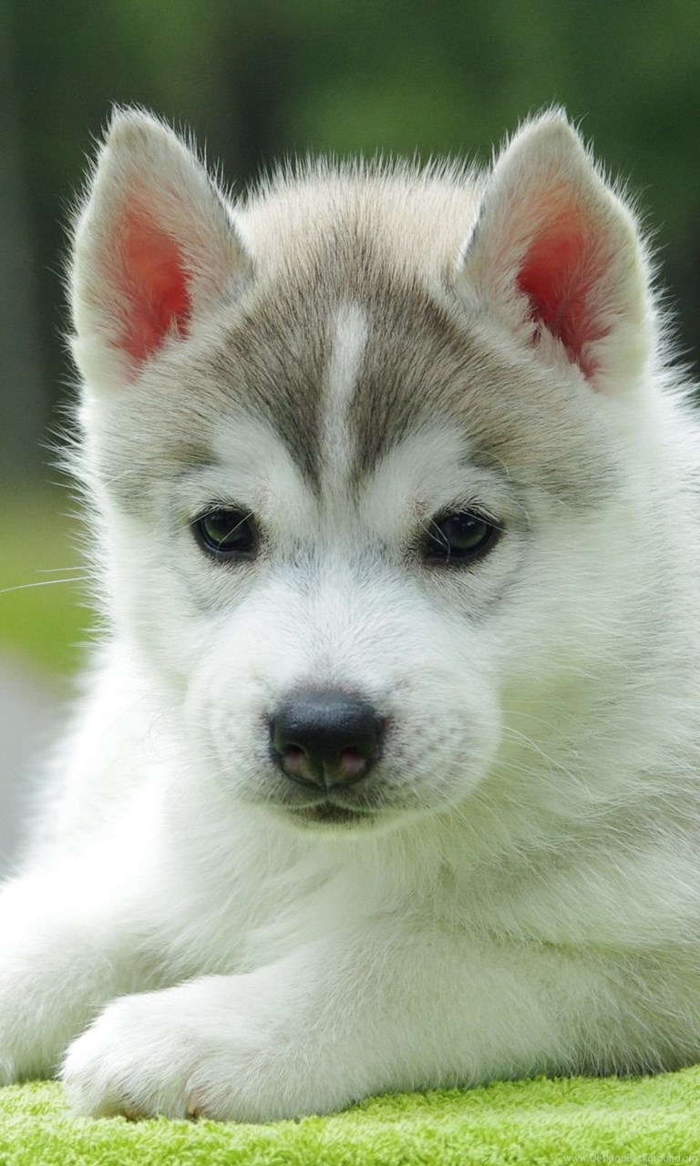 Cute Baby Husky Wallpaper. Desktop Background