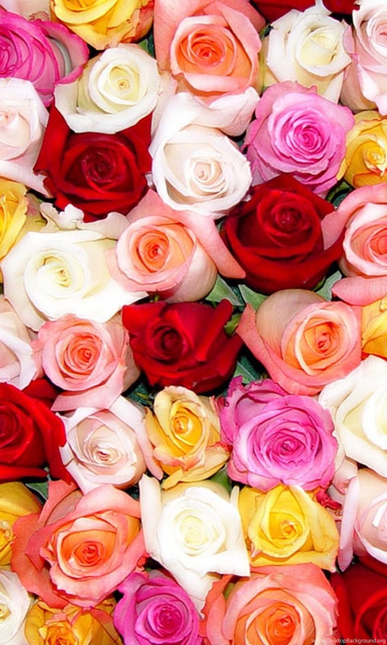 Colorful Roses Wallpaper Hd For Mobile