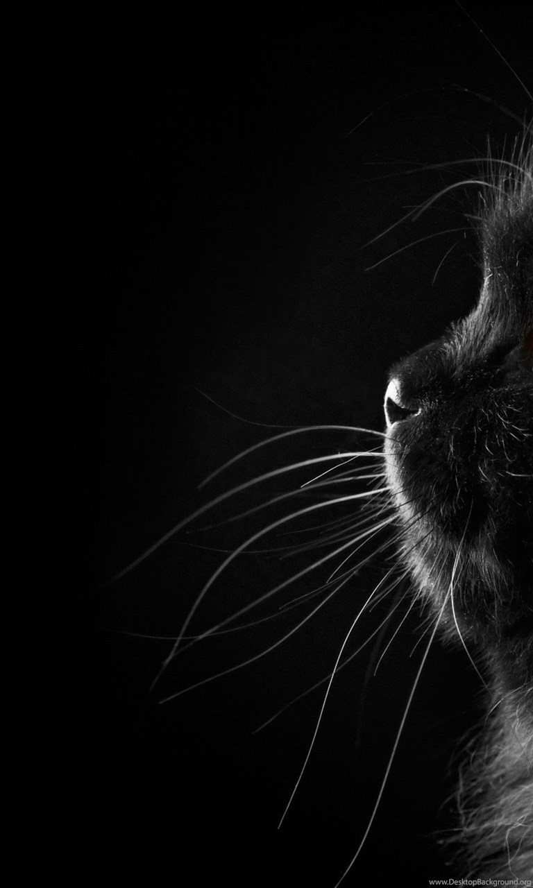 Black Persian Cat Wallpapers HD Free Download For Desktop Desktop ...