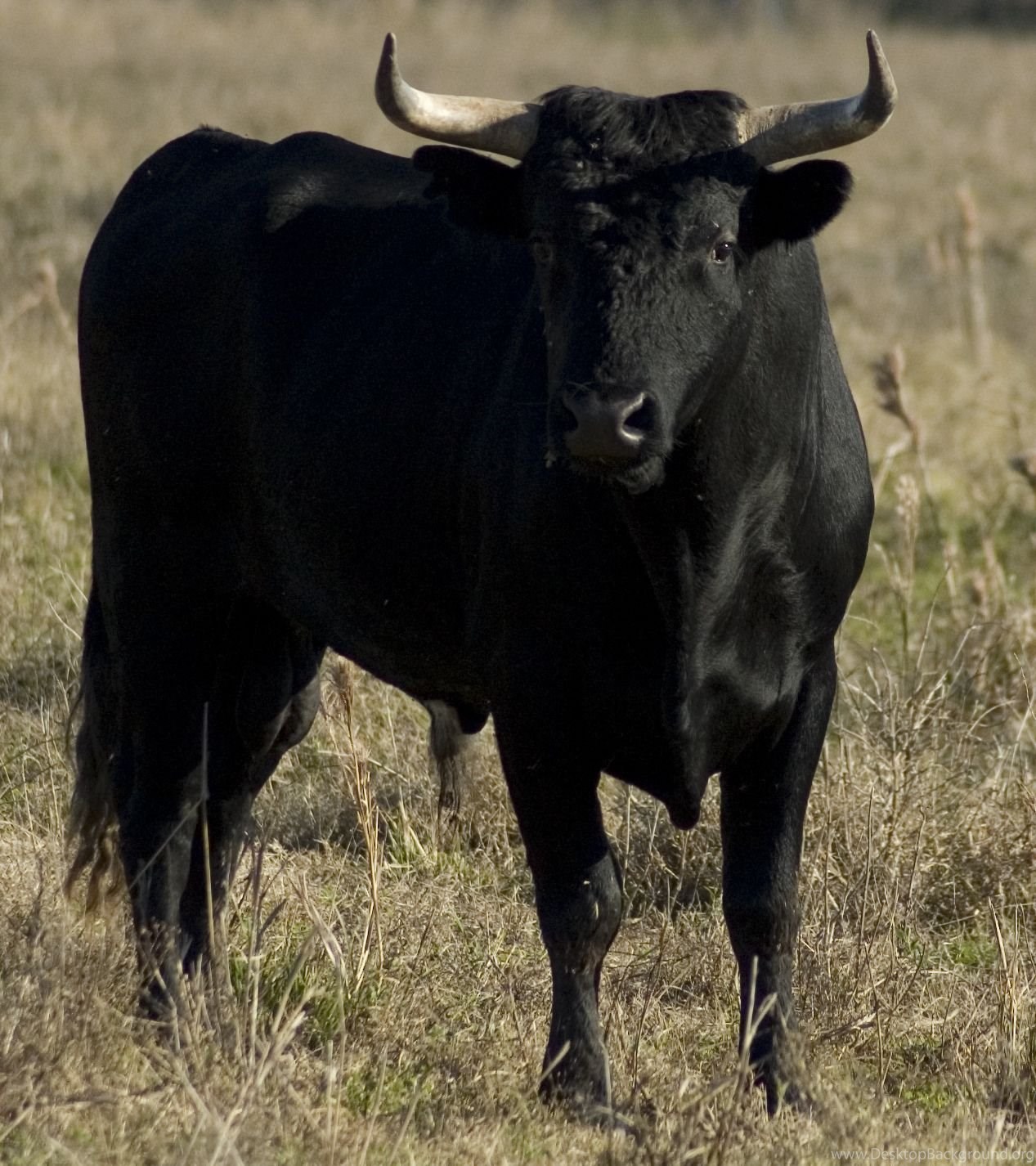 Animals Wallpapers: Dangerous Black Bull HD Wallpapers 2012 Desktop  Background