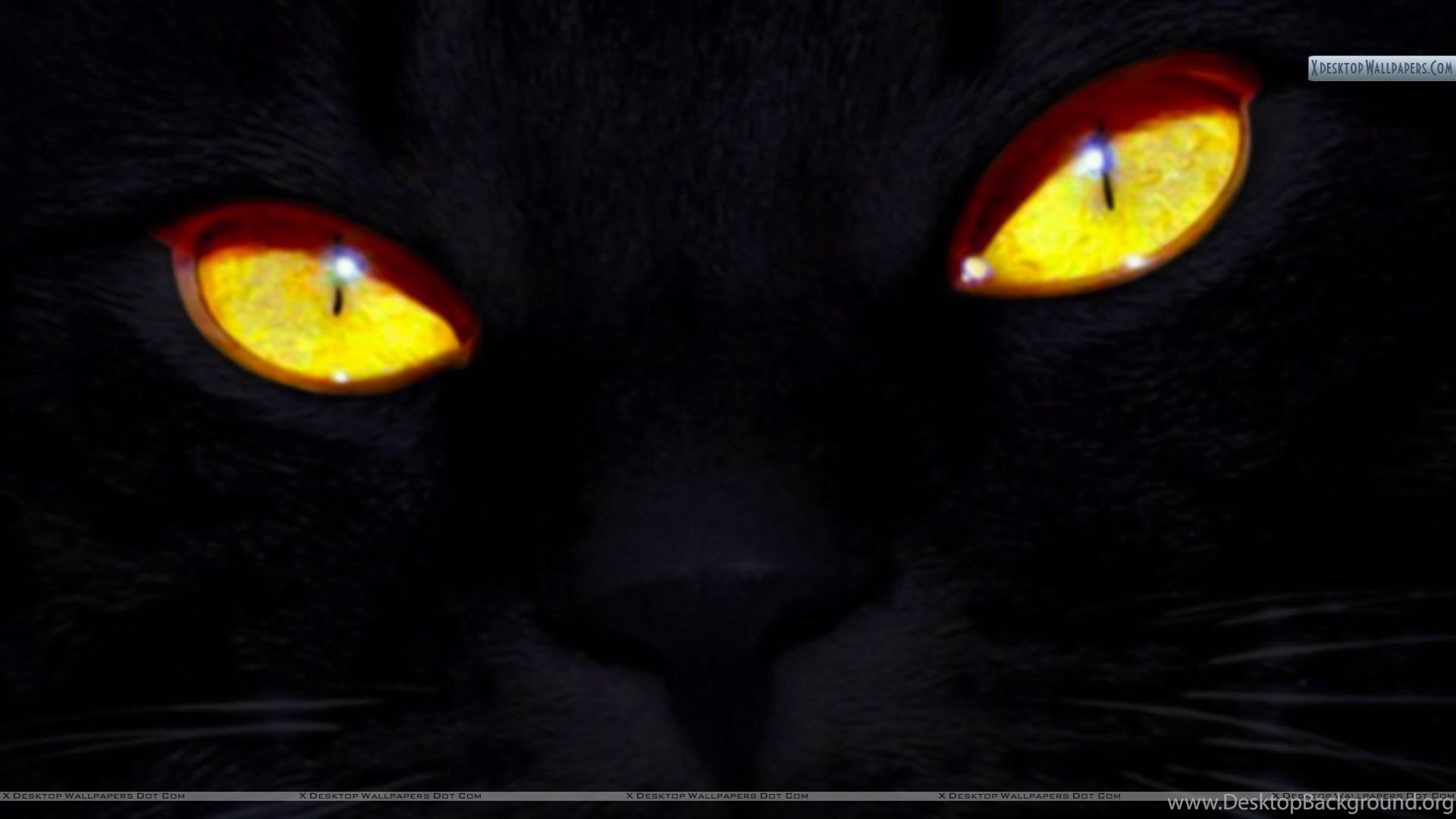 Black Cat Eyes Wallpapers Desktop Background