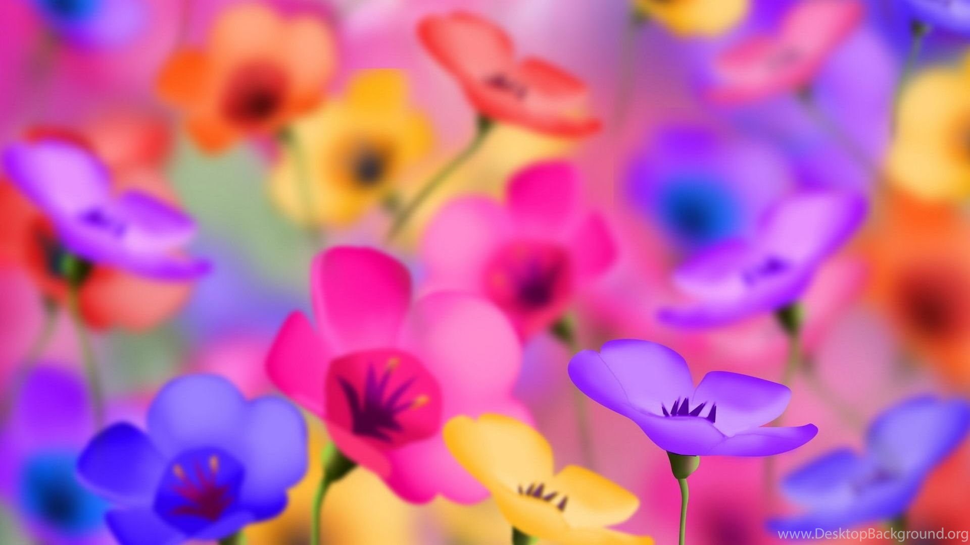 Colourful Flowers Images And Wallpapers Download Desktop Background