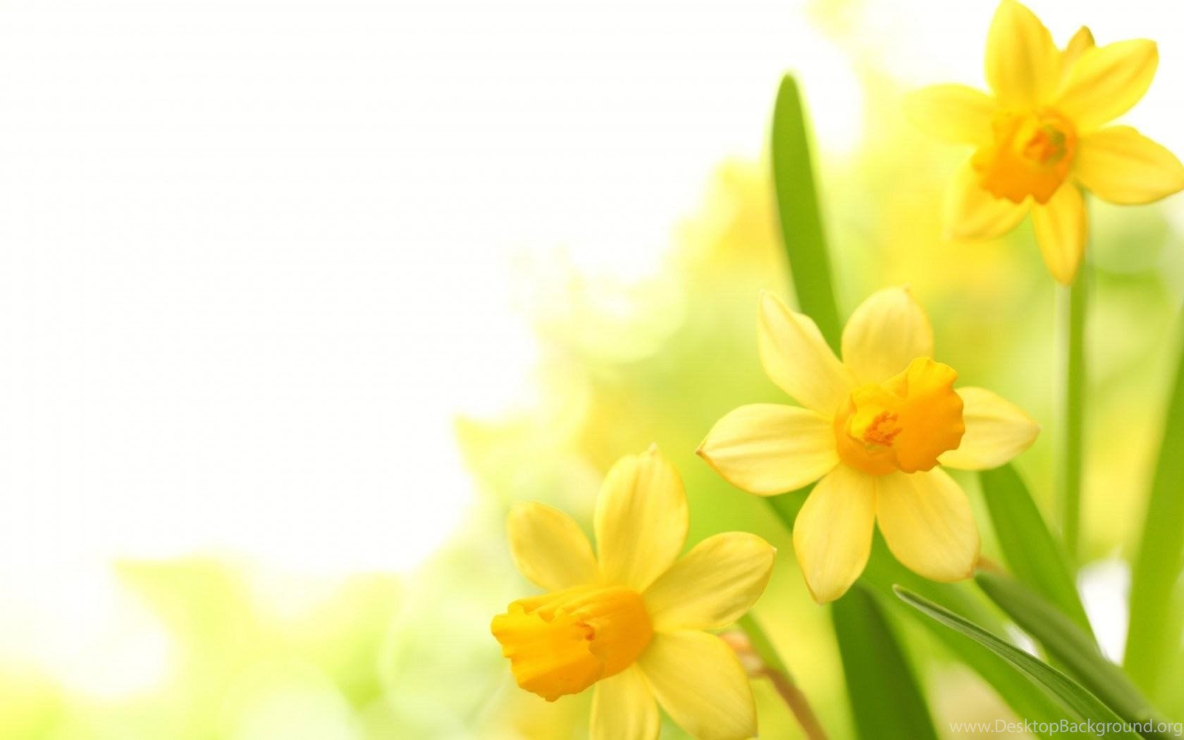 Plants Narcissus Yellow Flower Hd Wallpaper Get It Now