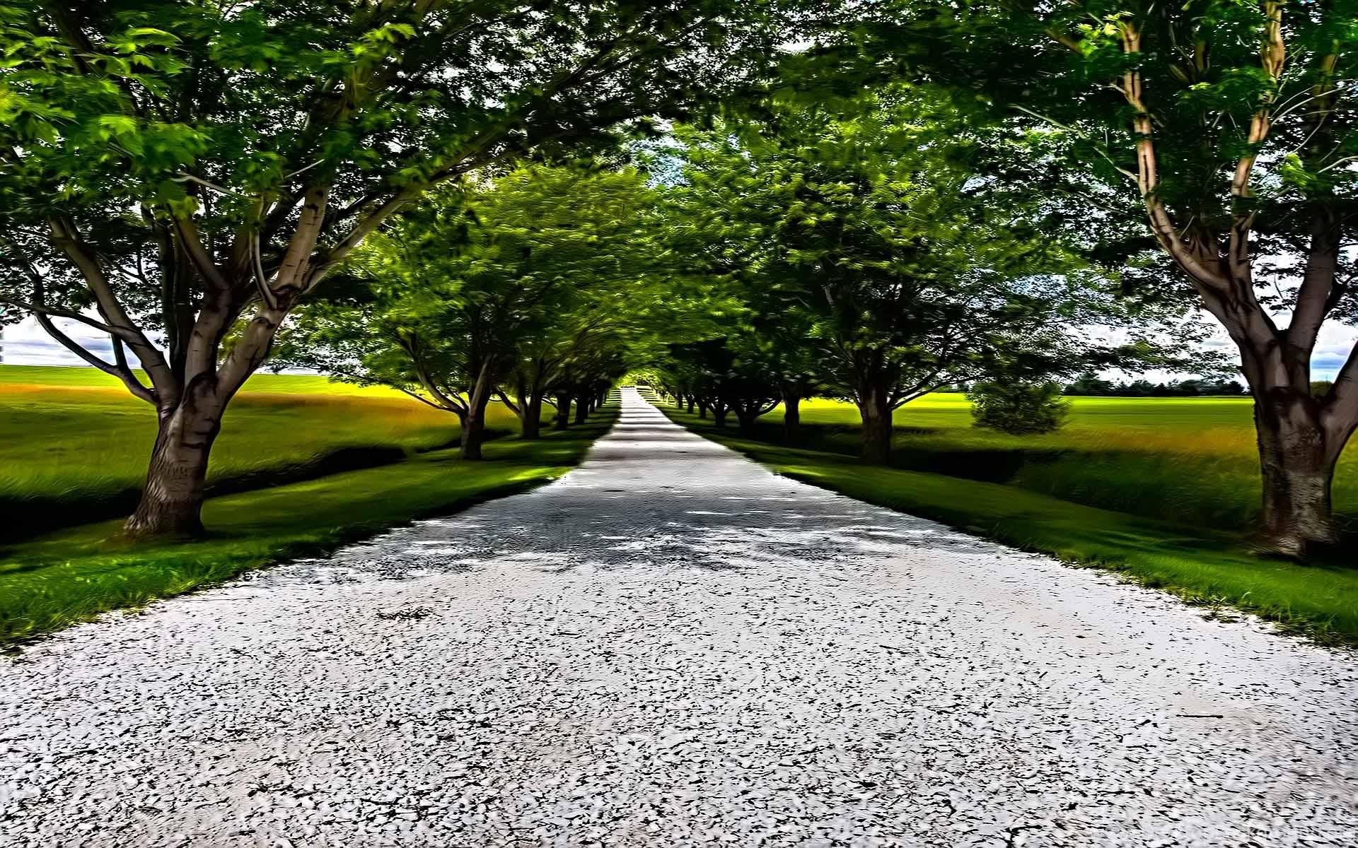 Greenery Lane Hd Wallpaper Get It Now Desktop Background