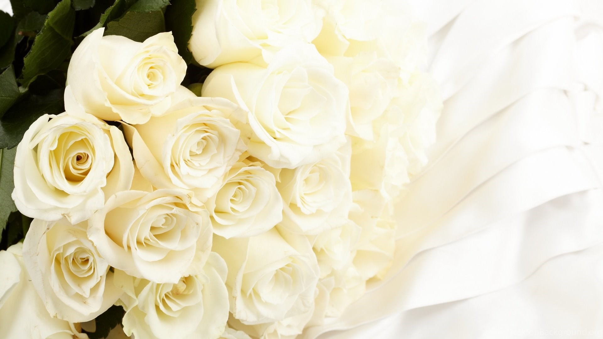 Beautiful White Rose Hd Wallpapers Desktop Background