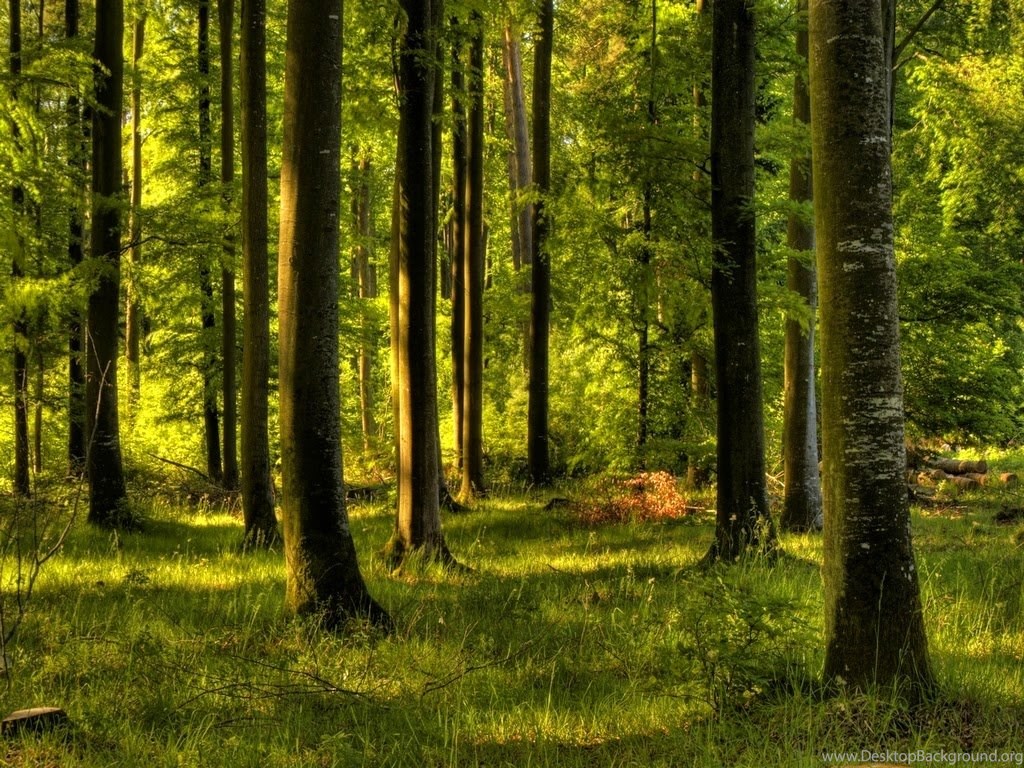 enchanted forest wallpapers hd wallpapers pix desktop background desktopbackground org