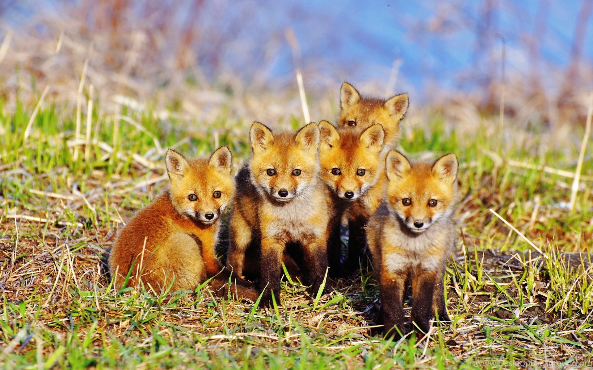 Five Cute Little Fox Wallpaper Five Hd Wallpaper Cute Hd Wallpapers Desktop Background