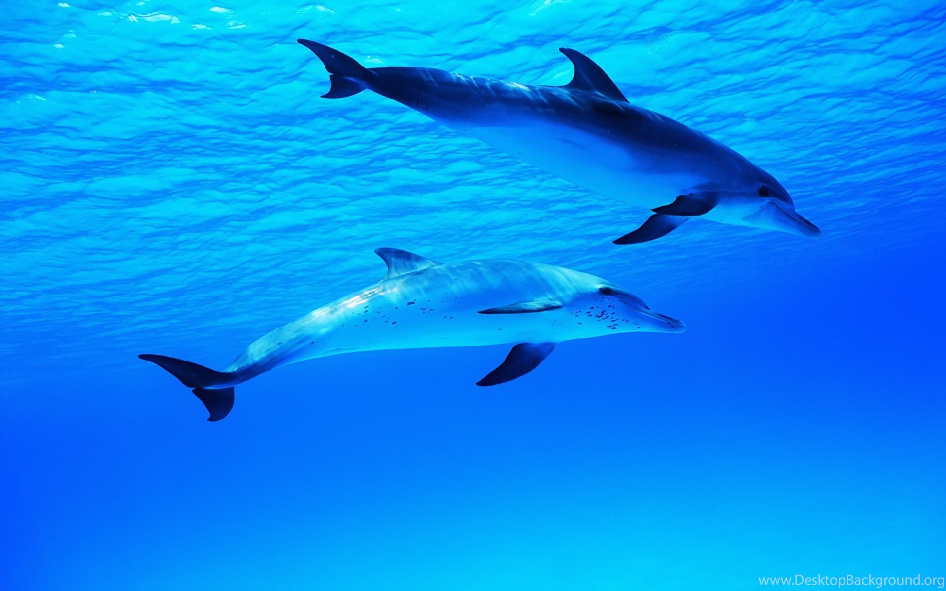 Swimming Dolphins Wallpapers Underwater Wallpapers Free ... Desktop ...