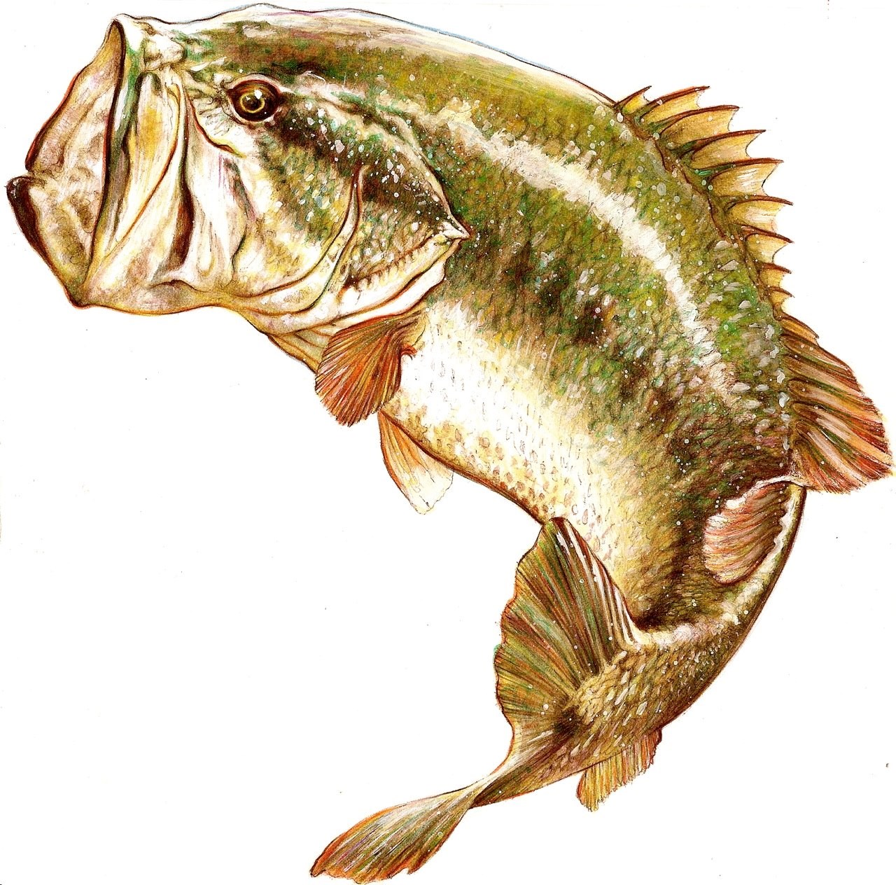 Largemouth Bass Jumping Drawing Desktop Background