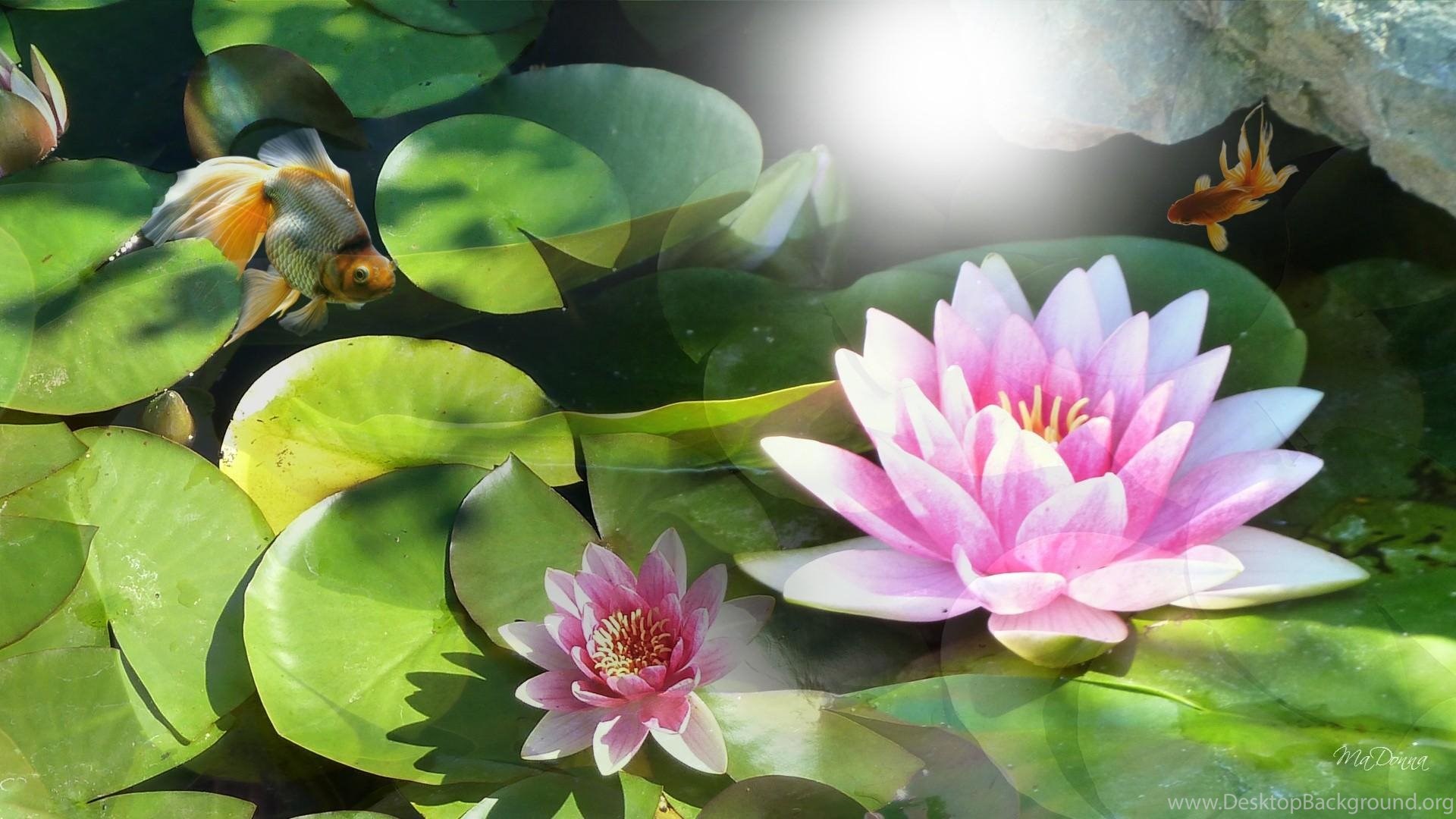 Wallpaper Water Lily