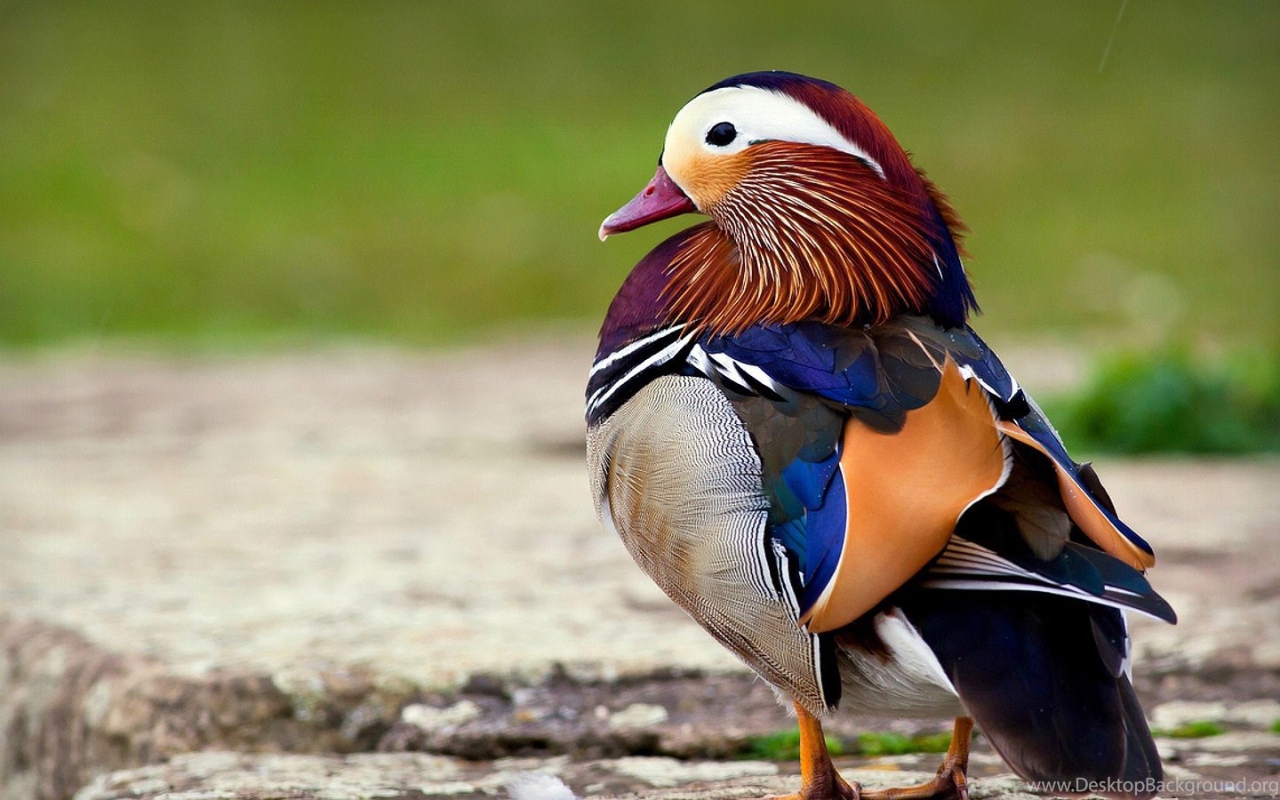 Birds Mandarin Drake Waterfowl Bird Phone Wallpapers For Hd 16 9 Desktop Background