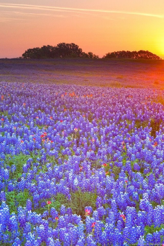 Sunset Landscapes Fields Texas Bluebonnet Wallpapers Desktop Background