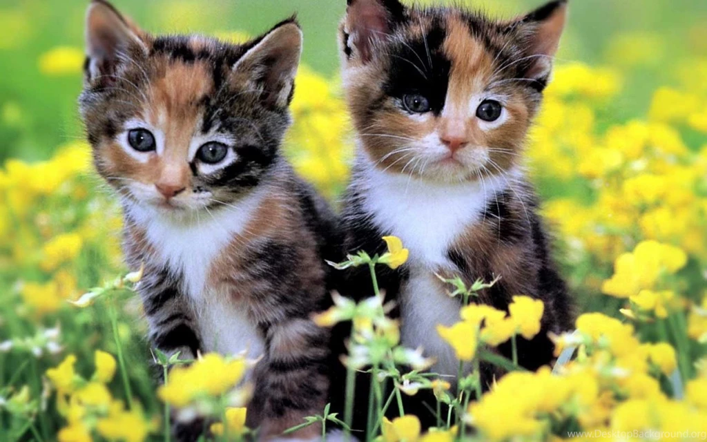 Homepage Cat Two Cute Kittens Wallpapers PowerballForLife