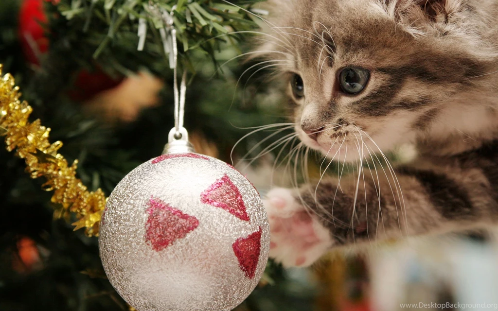 Christmas Ball And A Kitten Wallpapers And Images Wallpapers ...