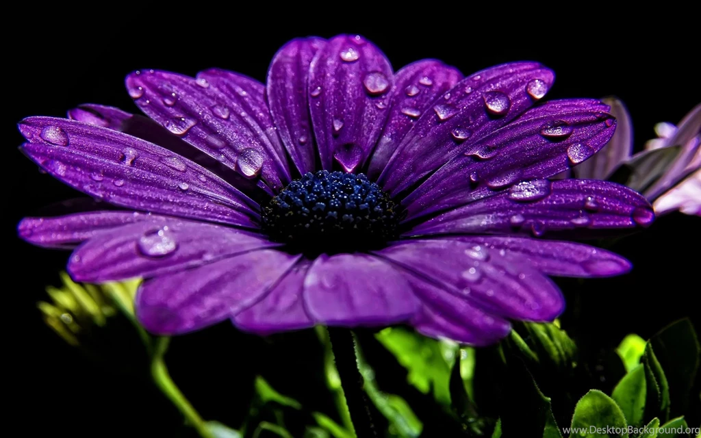 Wallpapers Desktop Download_hd Wallpaper_download Free Wallpapers