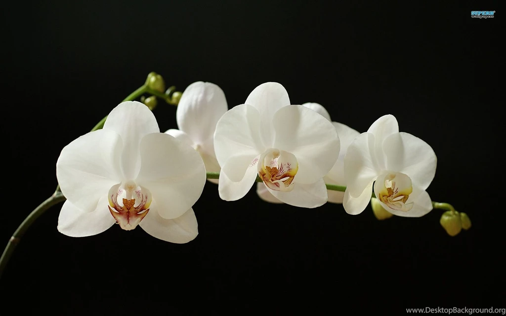 White Orchid Wallpapers Flower Wallpapers
