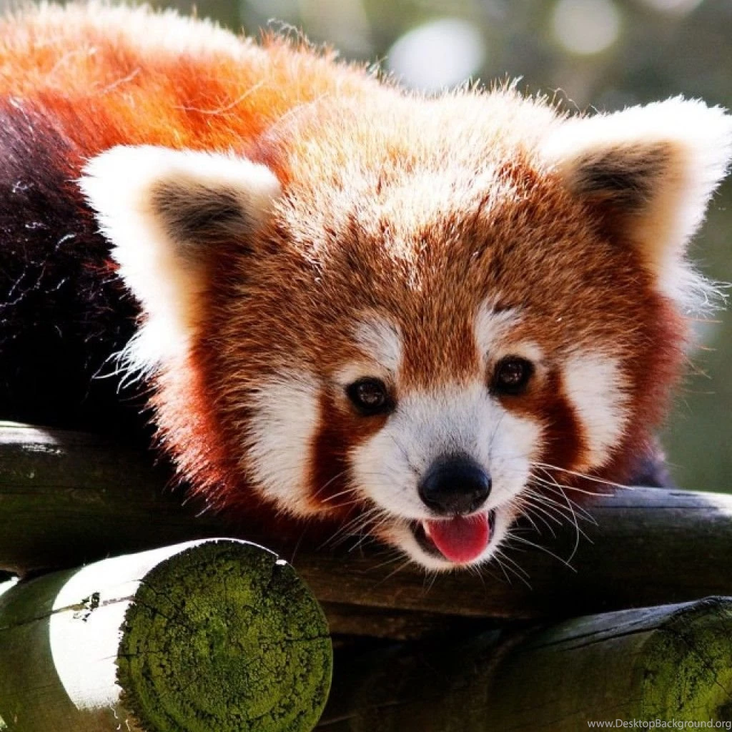 Red Panda iPhone Wallpapers Wallpaper.