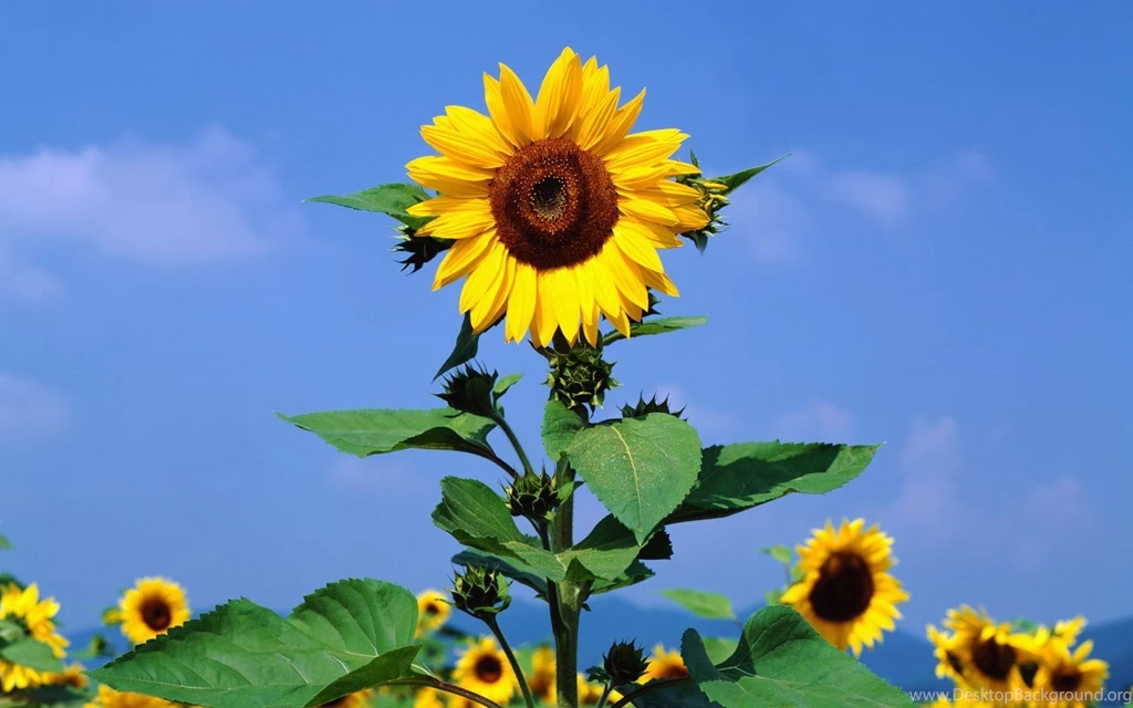 Download Sunflower Wallpapers 3831 1680x1050 Px High Resolution ...