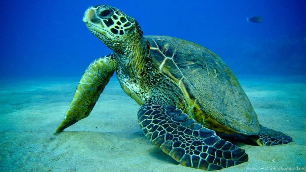 Beautiful Wallpapers: Turtle Hd Wallpapers