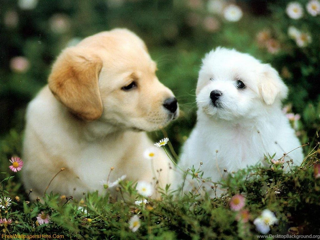 Sneak Peek Full: Cute Dogs And Puppies Wallpapers Cute Puppies ...