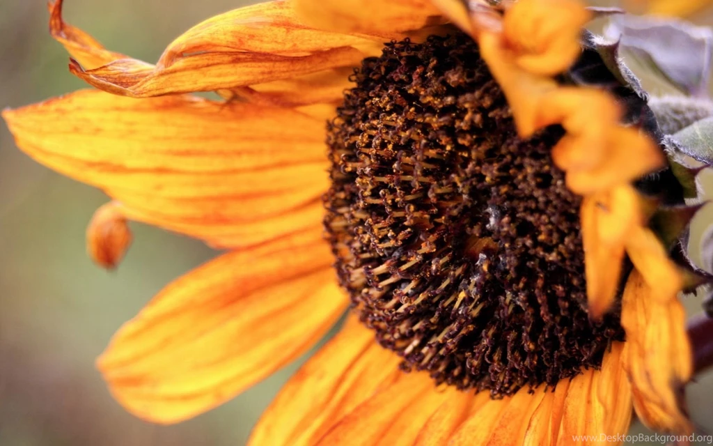 Autumn Wallpapers 26994