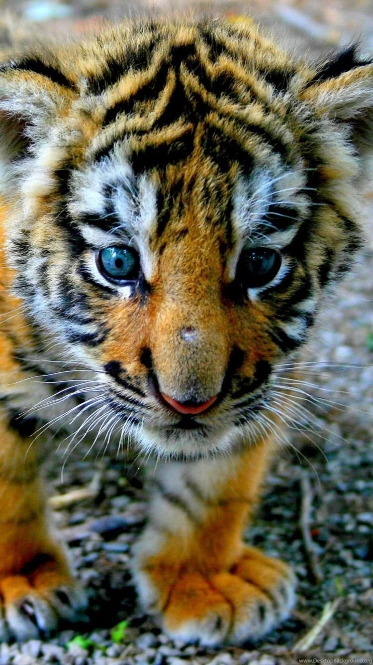 Download Wallpapers 750x1334 Tiger, Cub, Look, Kid iPhone 6 HD ...