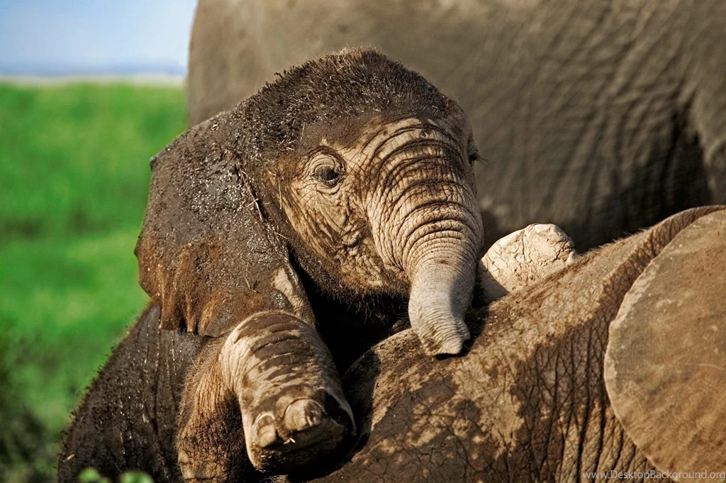 348 Elephant HD Wallpapers