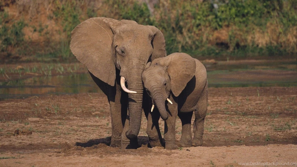 Mother And Young Elephant Wallpapers