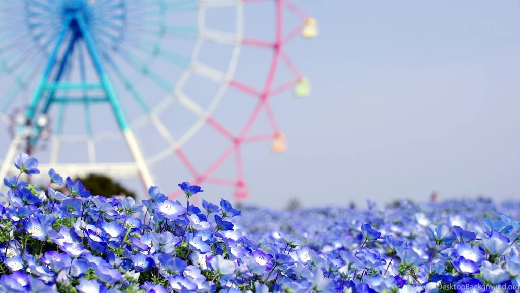 Summer Flower Images And Wallpapers Download