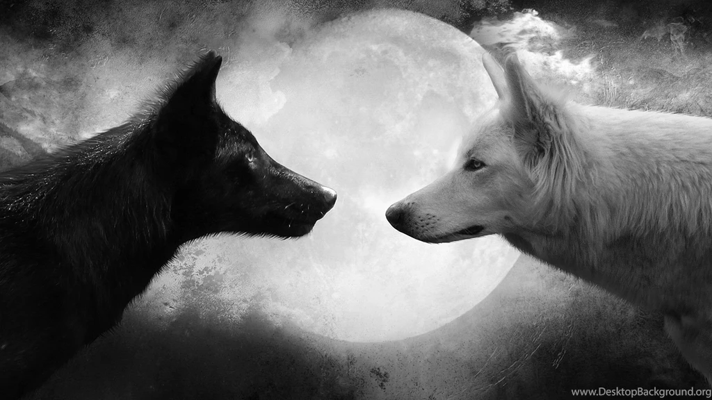 803 Wolf HD Wallpapers