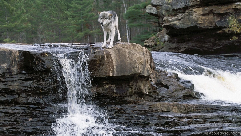 Grey Wolf Wallpaper, Grey Wolf Backgrounds, New Wallpapers