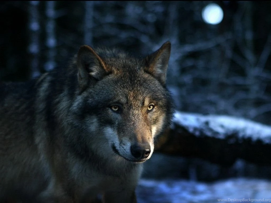 13 Wolf Wallpaper Backgrounds Desktop Wallpapers