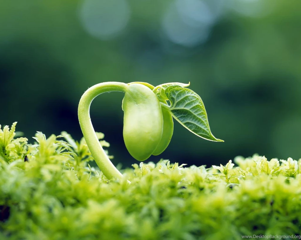 Sprout Leaves Fresh HD Desktop Wallpapers 1280x1024 Laptop ...