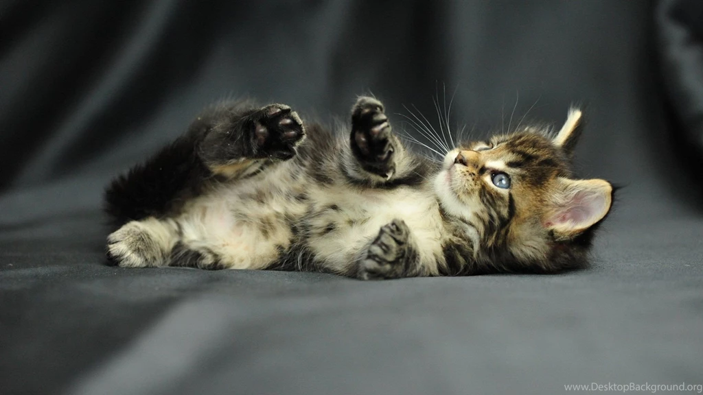 Download Cat Full Hd Hdtv Wallpapers