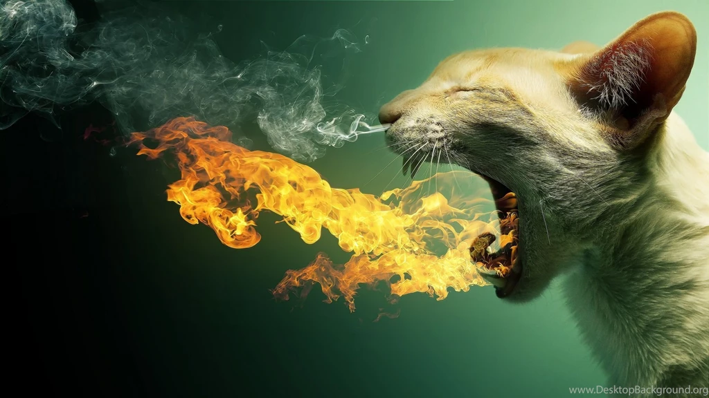 2015 Funny Desktop Wallpapers HD Wallpapers HD Wide Wallpapers